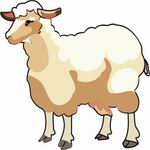 Sheep Coloring Pages