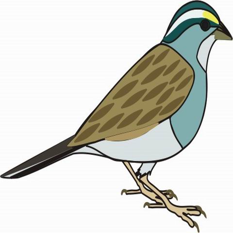 Sparrow Coloring Pages