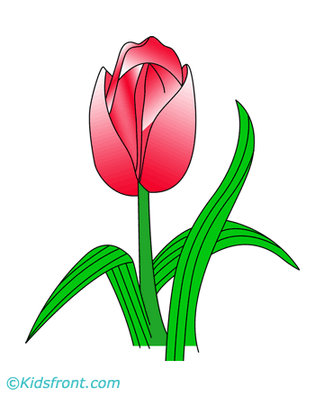 Tulip Coloring Pages