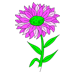 Aster Coloring Pages
