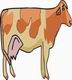 Cow Coloring Pages