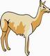 Llama Coloring Pages