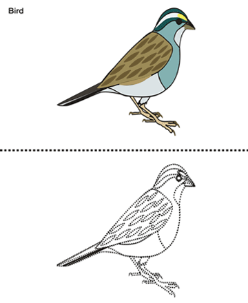 Bird Sheet