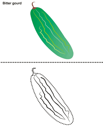 Bitter-gourd Sheet