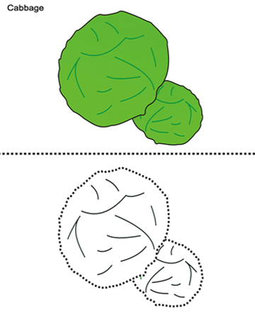 Cabbage Sheet