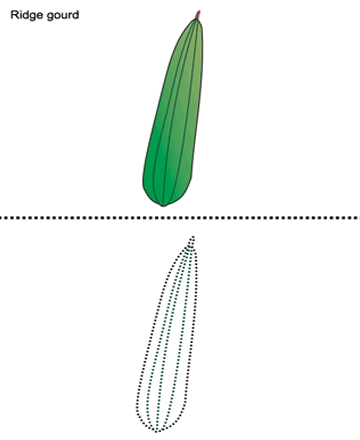 Ridge-gourd Sheet